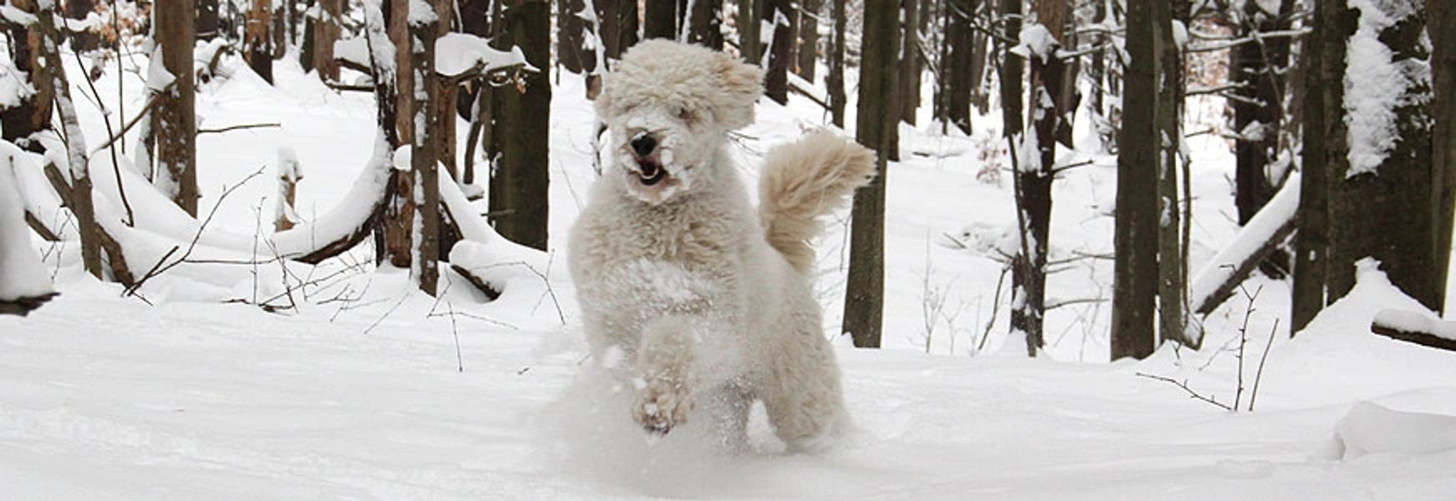 Harrington Doodles Goldendoodle, Bernedoodle, Puppies, Service Dogs